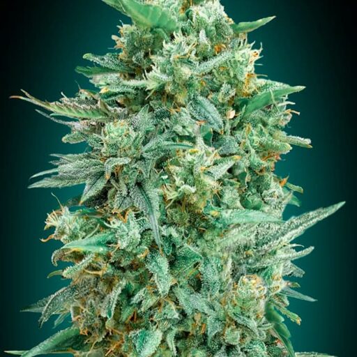 Northern Lights XXL Auto Feminizovaná