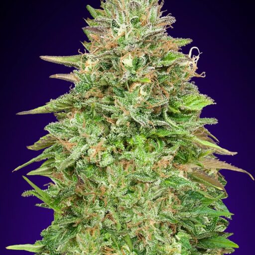 Critical Poison FAST Feminizovaná