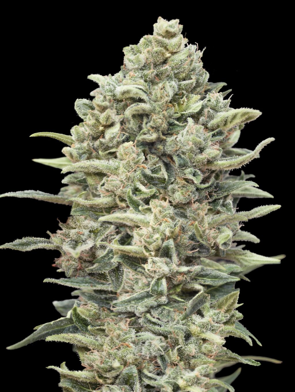 Gelato #33 FAST Feminizovaná