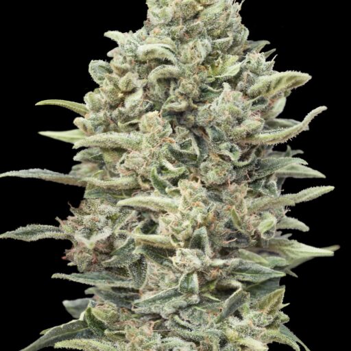 Gelato #33 FAST Feminizovaná