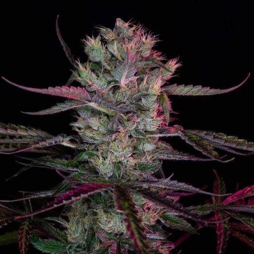 Purple Ryder Auto Feminizovaná