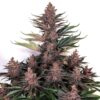 Purple Kush Feminizovaná