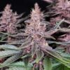Purple Kush Feminizovaná