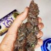 Purple Kush Feminizovaná