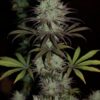 CBD #1 Feminizovaná