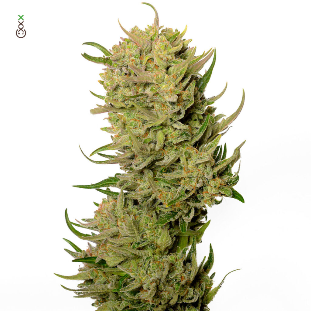AK-020 Auto Feminizovaná
