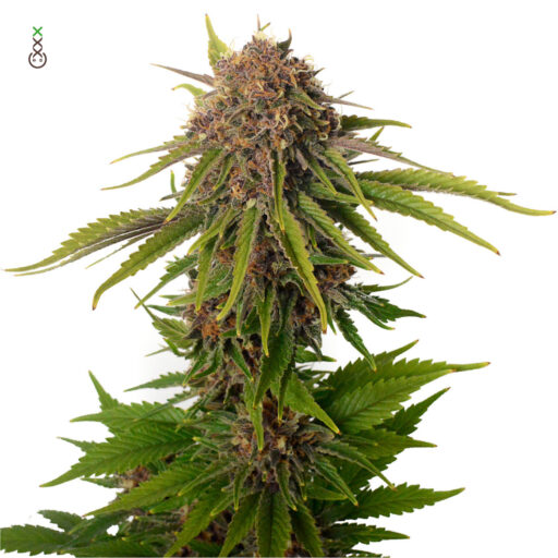 AK Choco Kush Feminizovaná