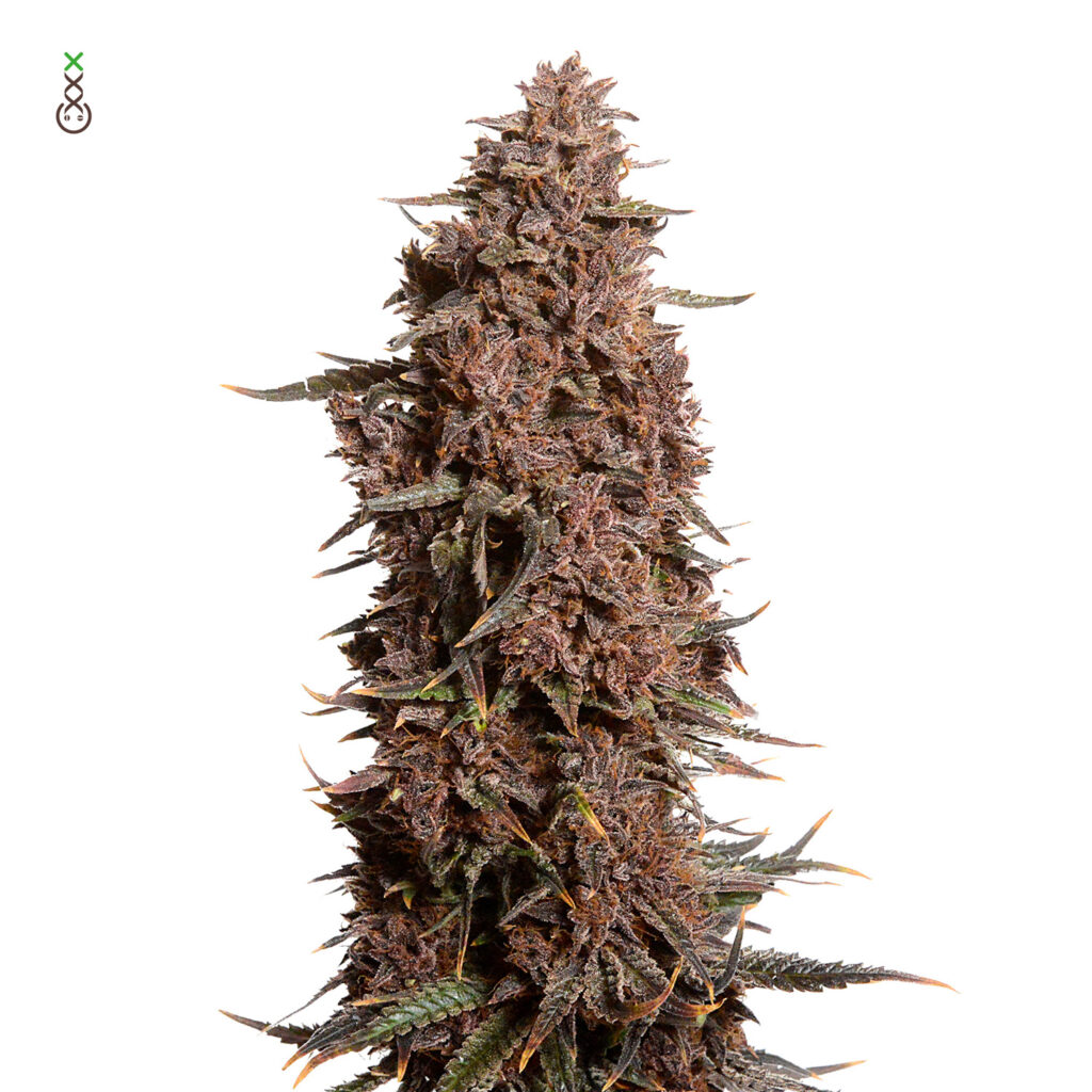 Blue Monkey CBD Feminizovaná