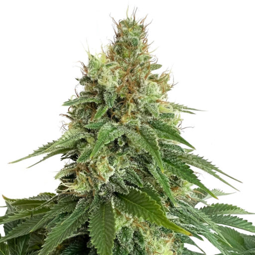Double Blue Feminizovaná
