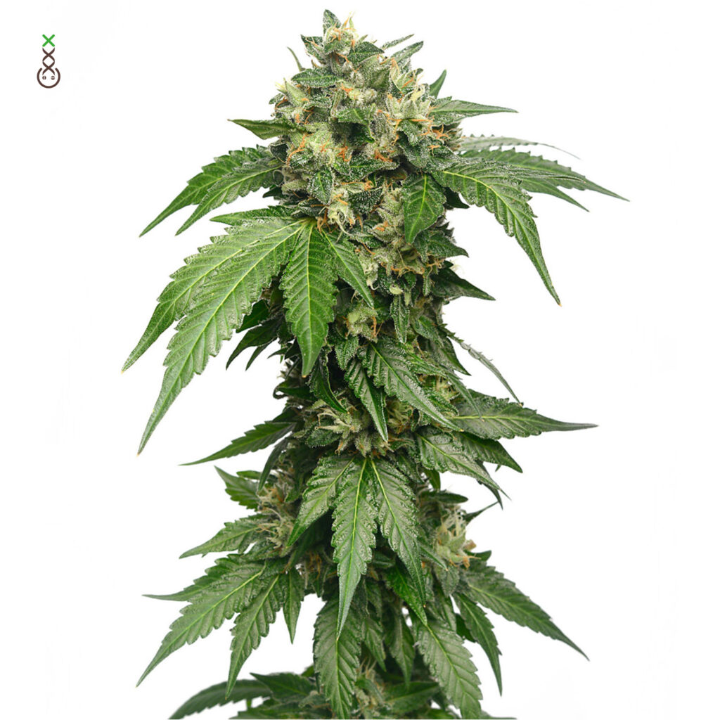 Grapefruit Superstar Feminizovaná