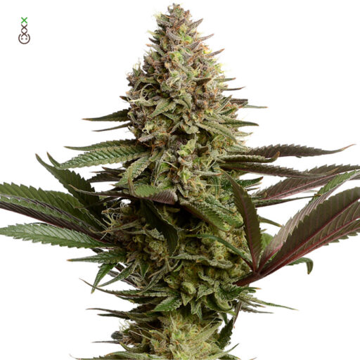 Magic OG Kush Feminizovaná