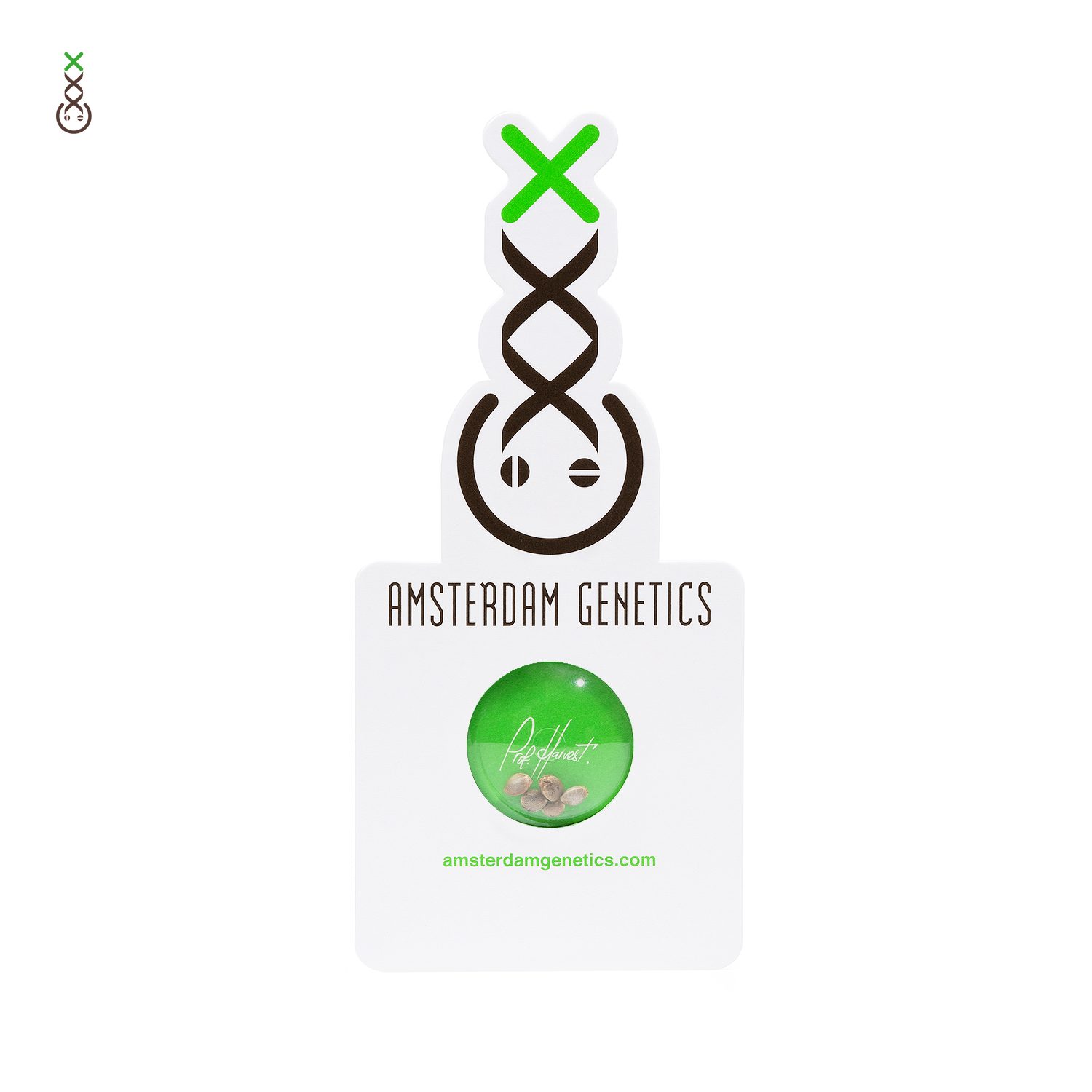 amsterdam_genetics_seed_blister_packaging-1 AK Choco Kush Feminizovaná