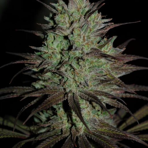 CBD #1 Feminizovaná