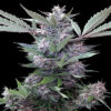 Bubba Kush x PCK Feminizovaná
