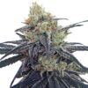 CBD #1 Feminizovaná