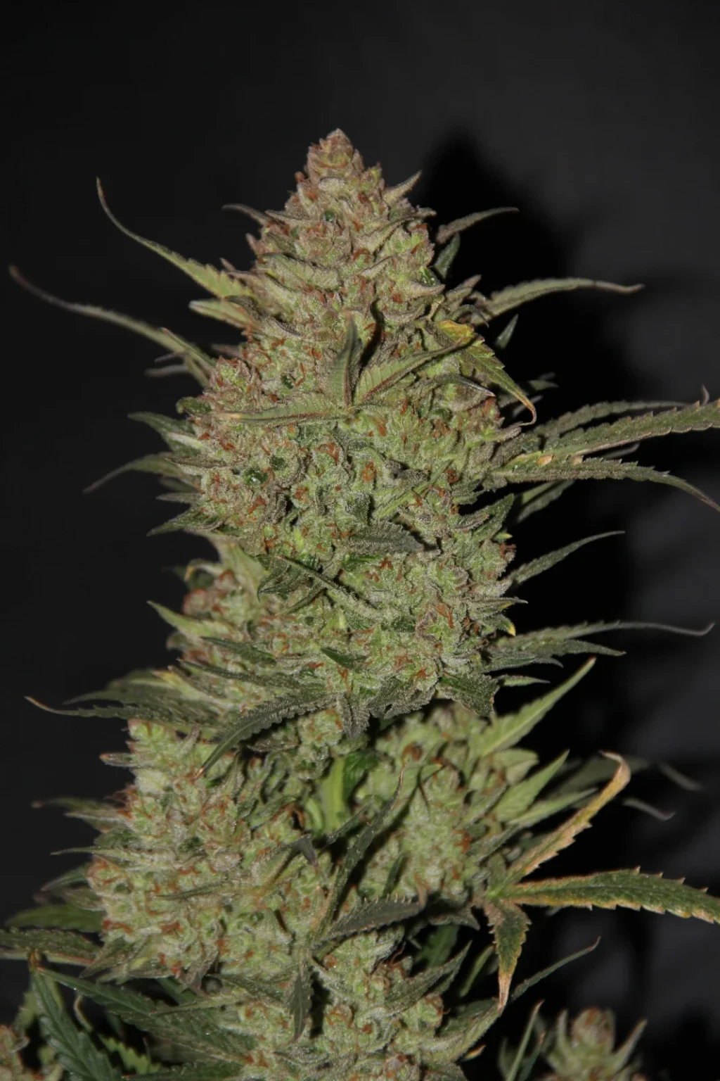 Original OG Kush Auto Feminizovaná