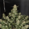 Original OG Kush Auto Feminizovaná