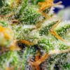 Crystal Candy XL Auto Feminizovaná