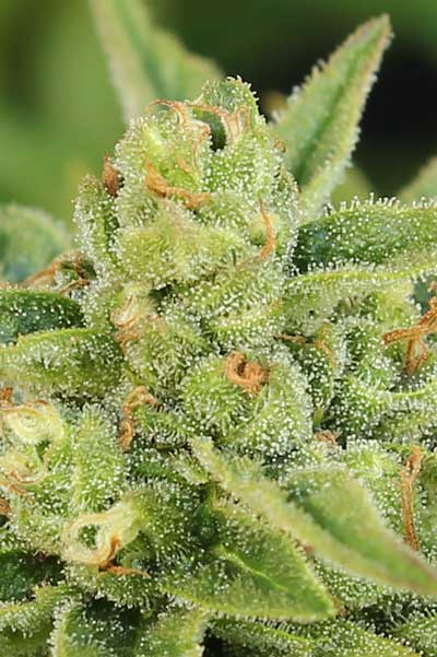 Dairy Queen Regulérní