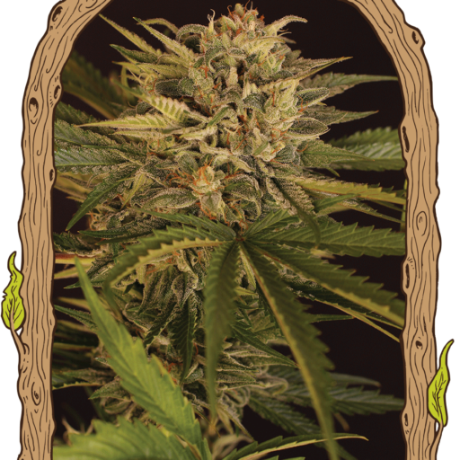 Dr. Greenman Pure CBD Feminizovaná