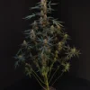 Original Northern Lights Auto Feminizovaná
