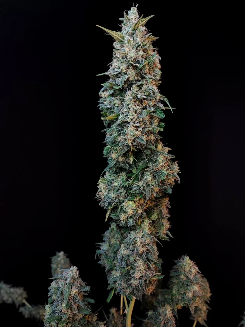 Original Sour Diesel Auto Feminizovaná