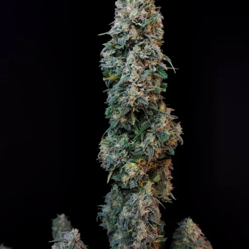 Original Sour Diesel Auto Feminizovaná