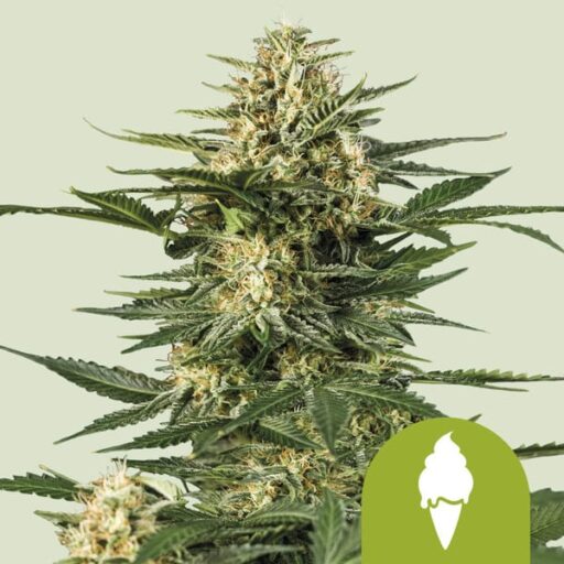 Green Gelato Auto Feminizovaná