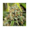 Lemon King Feminizovaná