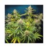 Lemon King Feminizovaná