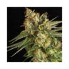 Lemon King Feminizovaná