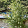 Nepal Annapurna Regulérní