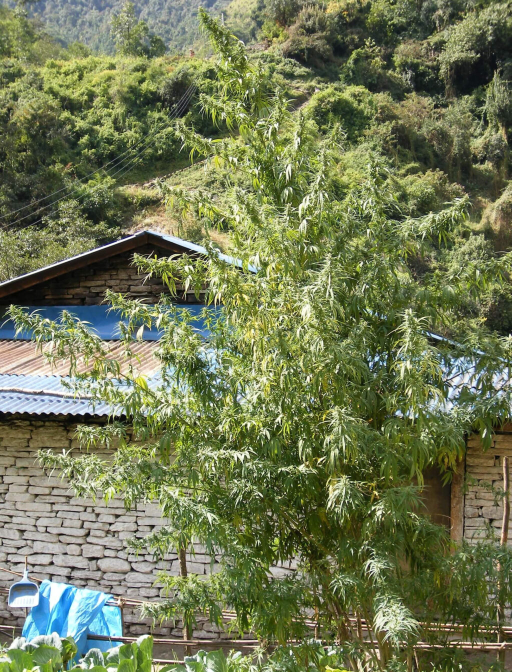 Nepal Annapurna Regulérní