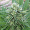 Panama x Bangi Haze Regulérní