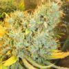 Panama x Bangi Haze Regulérní