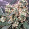 Panama x Bangi Haze Regulérní
