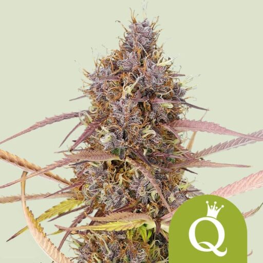 Purple Queen Auto Feminizovaná