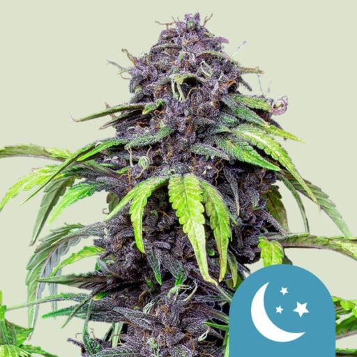 Purplematic CBD Auto Feminizovaná