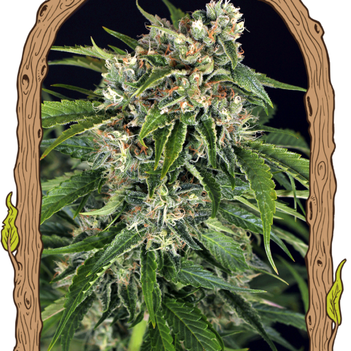 Sir Jack Pure CBD Auto Feminizovaná