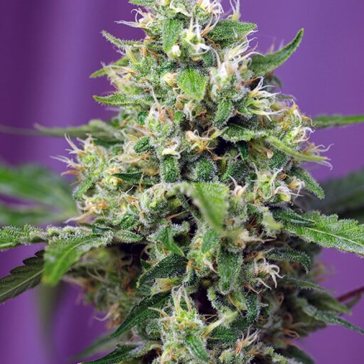 Sweet Amnesia Haze XL Auto Feminizovaná