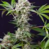 Sweet Amnesia Haze XL Auto Feminizovaná