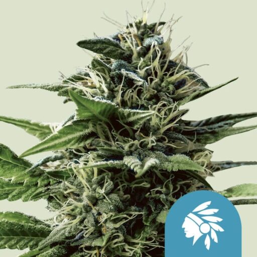 Tatanka Pure CBD Feminizovaná