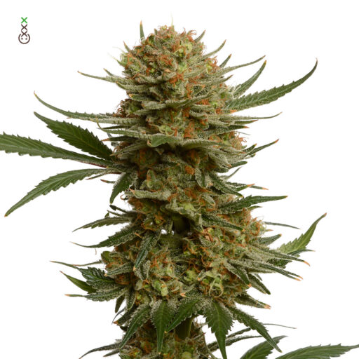 Chunky Cookies Feminizovaná