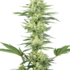 White Gorilla Haze Feminizovaná