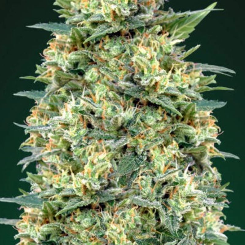 white widow auto White Widow Auto Feminizovaná