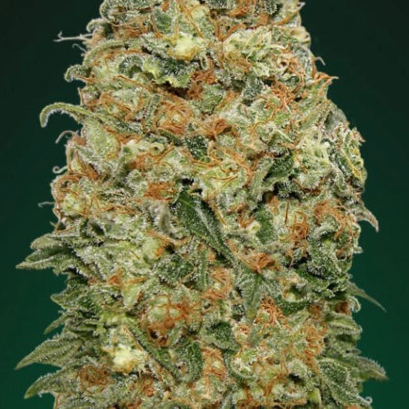 white widow White Widow Feminizovaná