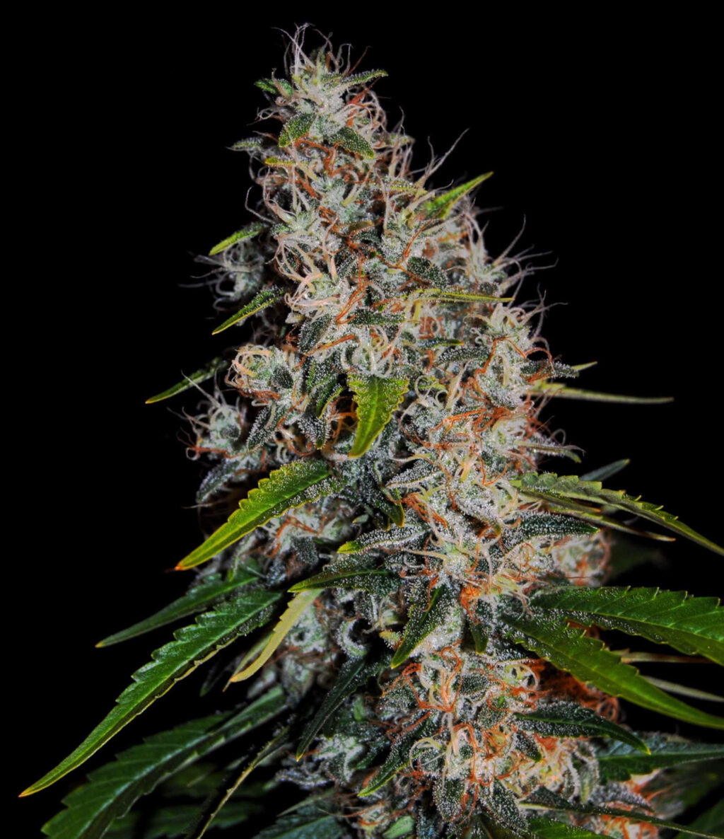 Zkittlez Auto Feminizovaná