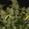 Gelato Auto Feminizovaná