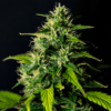 DC Cure 1:1 CBD Auto Feminizovaná