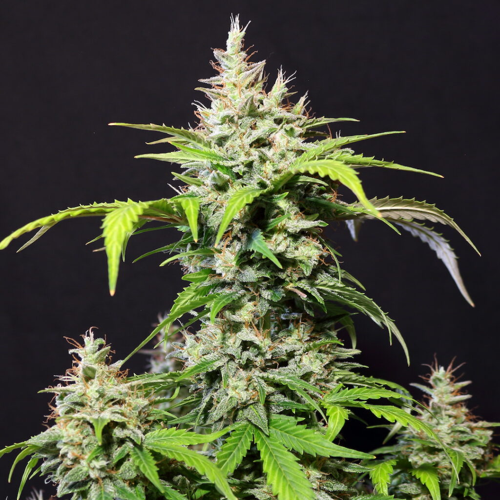 DC Cure 1:1 CBD Auto Feminizovaná